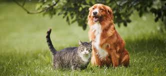 Best Pet Services in London for Dogs & Cat