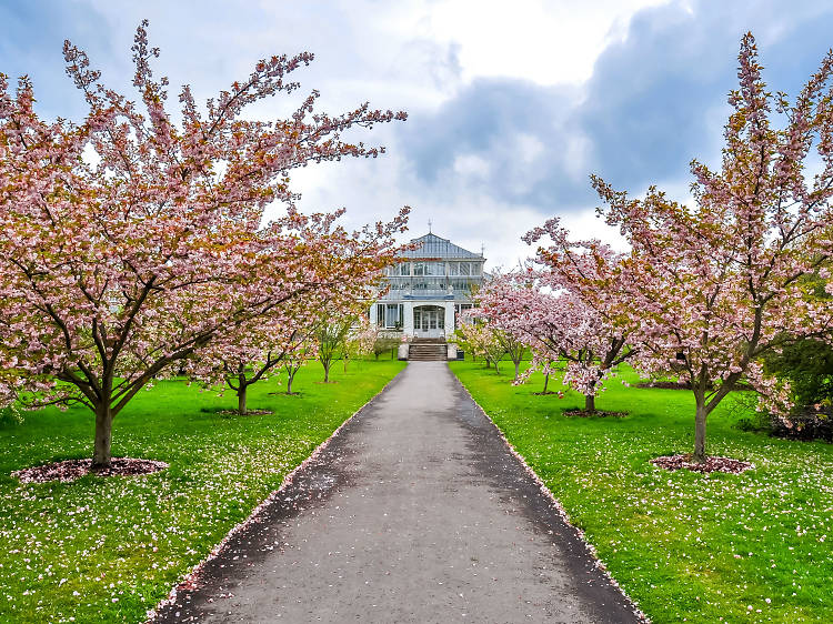 Best Places to See Cherry Blossoms in London